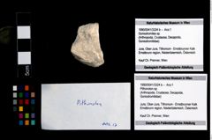 Foto (Objekt + Etikett) von Pithonoton sp.  (NHMW-GEO-1990-0041-3324b)